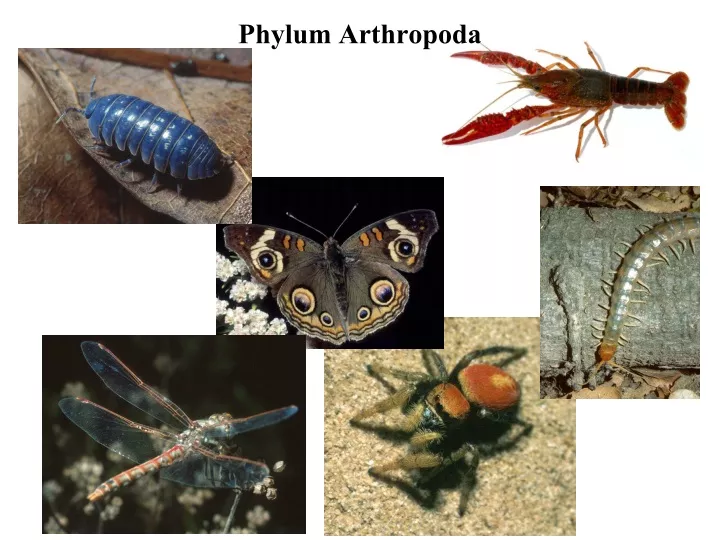 phylum arthropoda