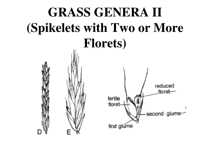 grass genera ii spikelets with two or more florets