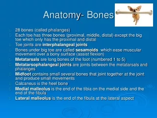 Anatomy- Bones