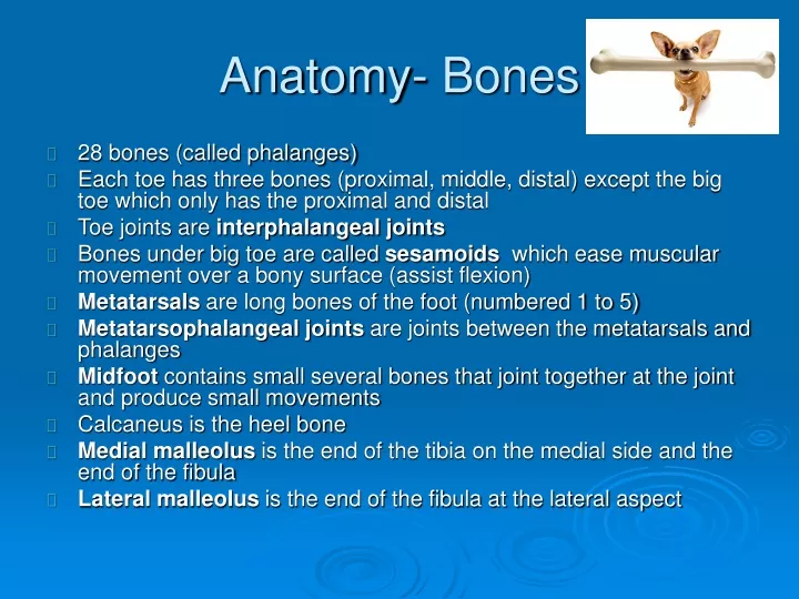 anatomy bones