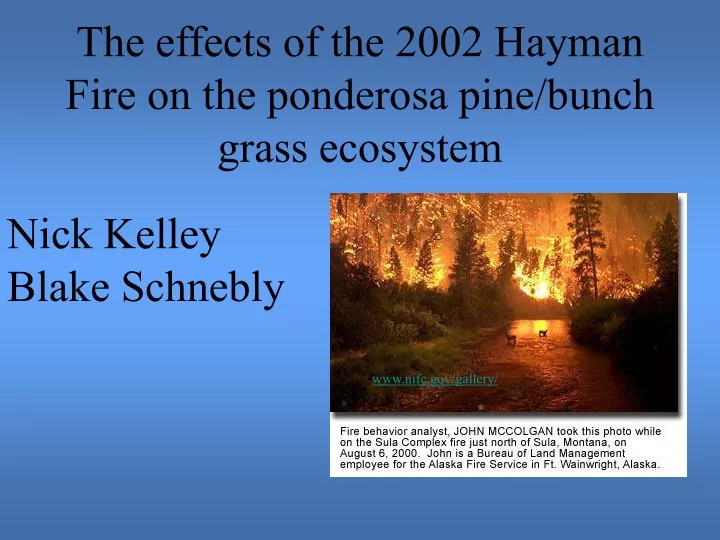 the effects of the 2002 hayman fire on the ponderosa pine bunch grass ecosystem
