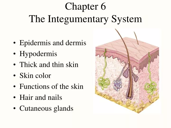 chapter 6 the integumentary system