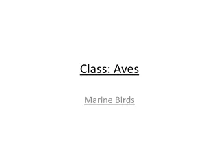 Class: Aves