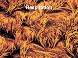 Respiration