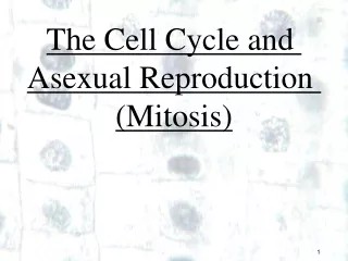 The Cell Cycle and  Asexual Reproduction  (Mitosis)