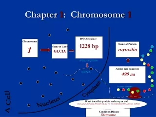 Chapter  1 :  Chromosome  1
