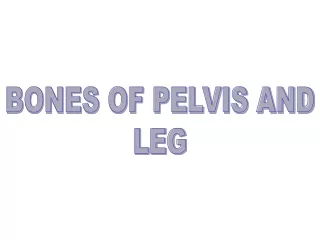 BONES OF PELVIS AND LEG