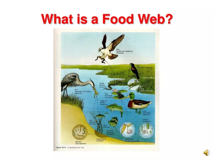 what is a food web
