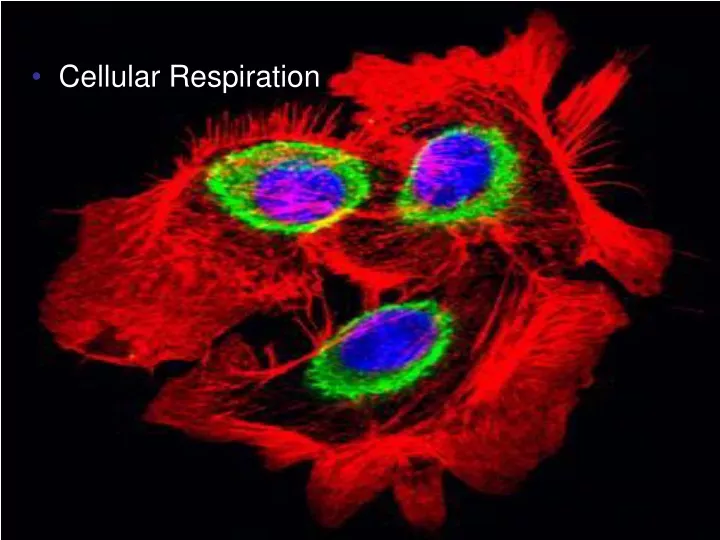 cellular respiration