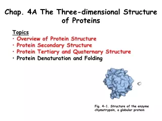 Chap. 4A The Three-dimensional Structure of Proteins