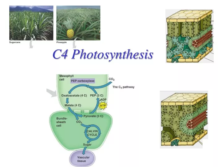 c4 photosynthesis