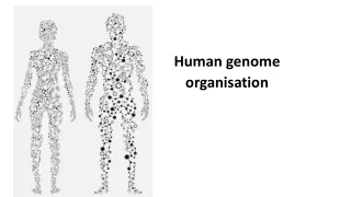 Human genome  organisation