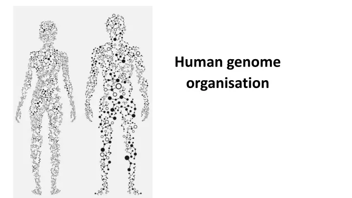 human genome organisation
