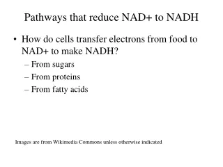 Pathways that reduce NAD+ to NADH