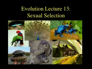 Evolution Lecture 13:  Sexual Selection