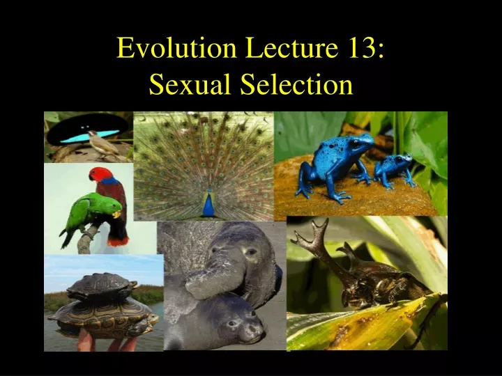 evolution lecture 13 sexual selection