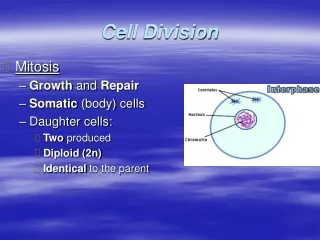 Cell Division