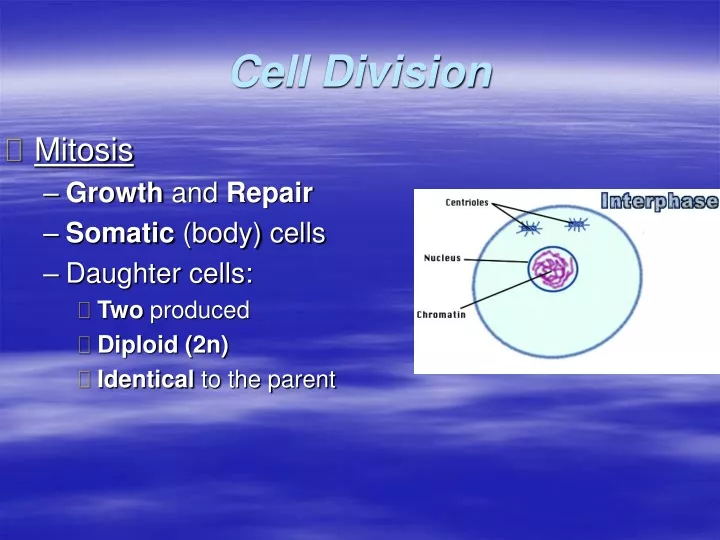 cell division