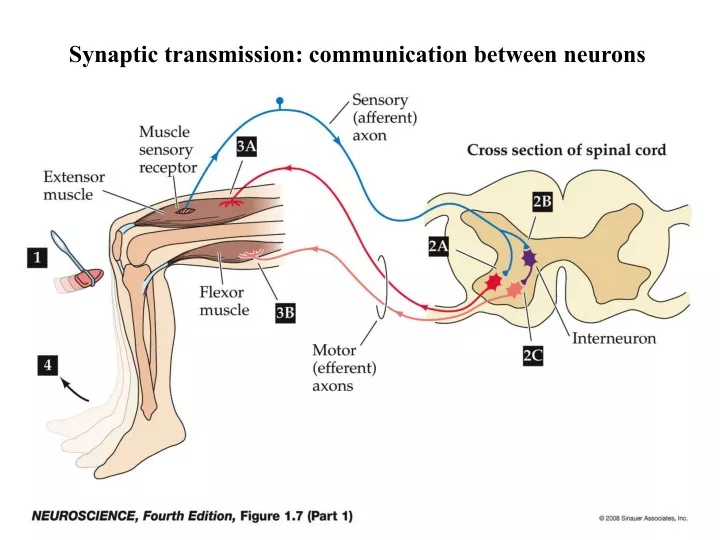 synaptic transmission communication between