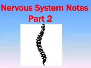 Nervous System Notes 			Part 2