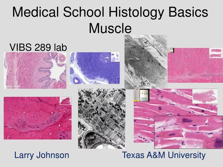 medical school histology basics muscle