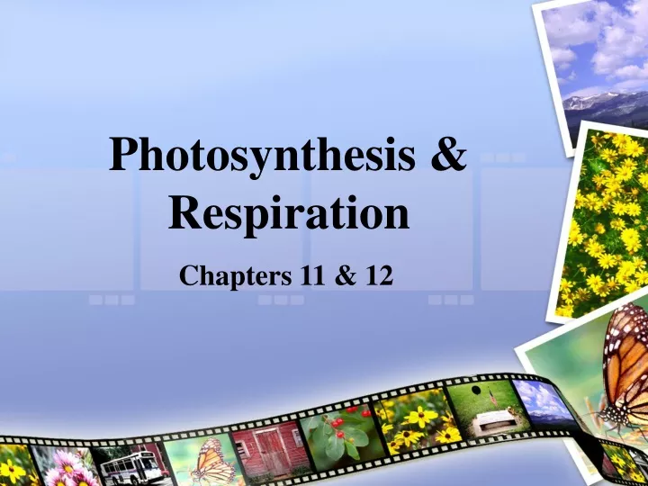 photosynthesis respiration
