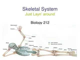 Skeletal System Just Layn’ around