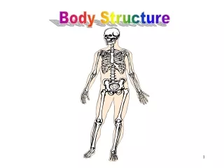 Body Structure