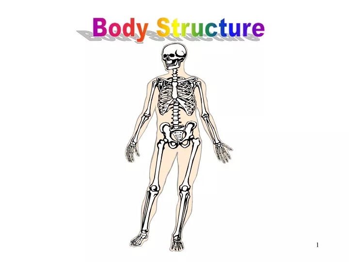 body structure