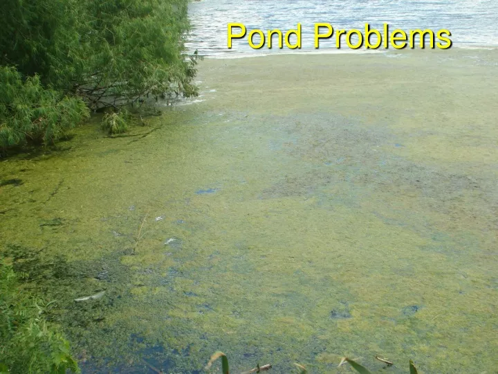 pond problems