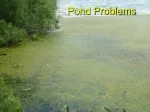 Pond Problems - slide 1