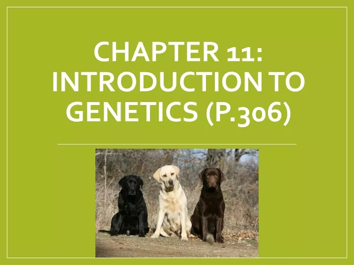 chapter 11 introduction to genetics p 306