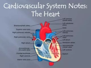 Cardiovascular System Notes: The Heart