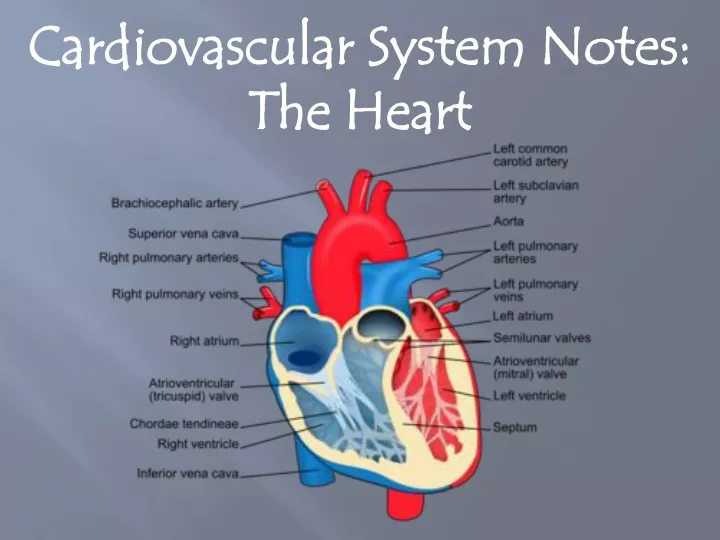 cardiovascular system notes the heart