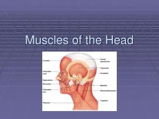 Muscles of the Head