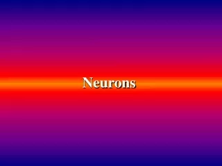 Neurons