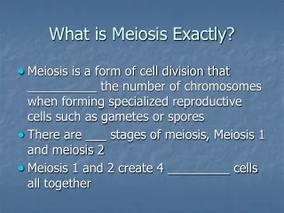 What is Meiosis Exactly?