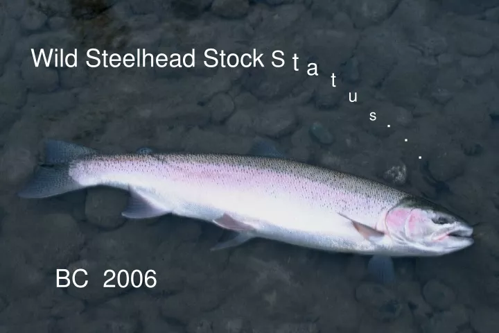 wild steelhead stock s