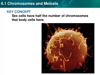 KEY CONCEPT  Sex cells have half the number of chromosomes that body cells have.