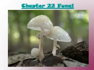 Chapter 22 Fungi