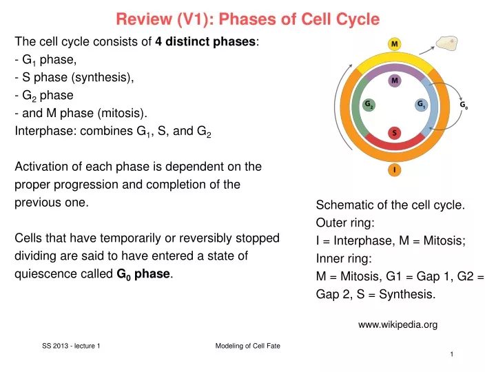 review v1 phases of cell cycle
