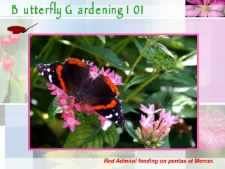 Butterfly Gardening 101