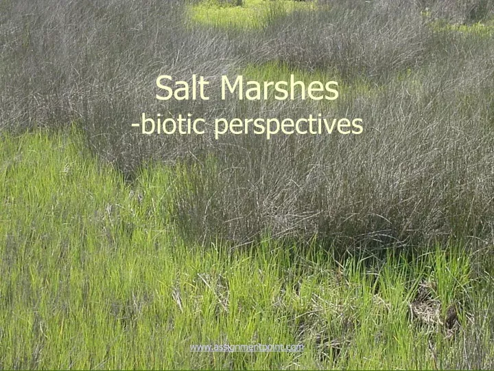 salt marshes biotic perspectives