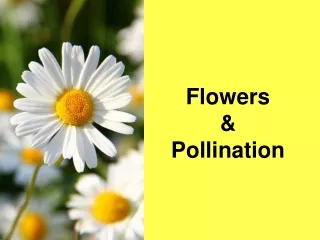 Flowers  &amp;  Pollination