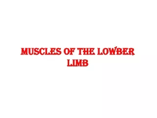 MUSCLES OF THE LOWBER LIMB