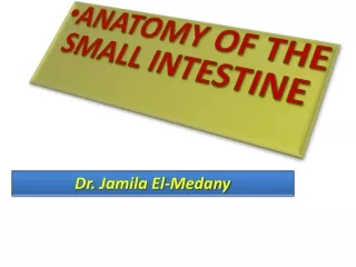 ANATOMY OF THE SMALL INTESTINE