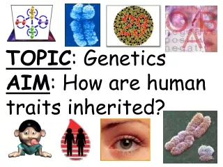 TOPIC : Genetics AIM : How are human traits inherited?