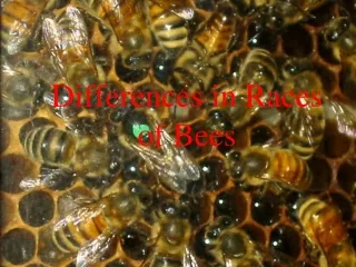 Differences in Races of Bees