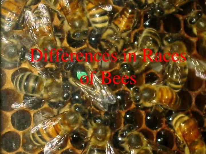 differences in races of bees