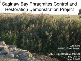 Saginaw Bay Phragmites Control and Restoration Demonstration Project